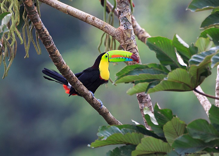 14 razões pelas quais você deve levar a família para a Costa Rica em vez de um parque temático 